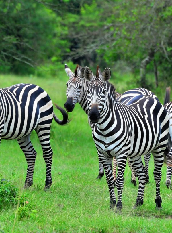 Lake-Mburo-NP-scaled