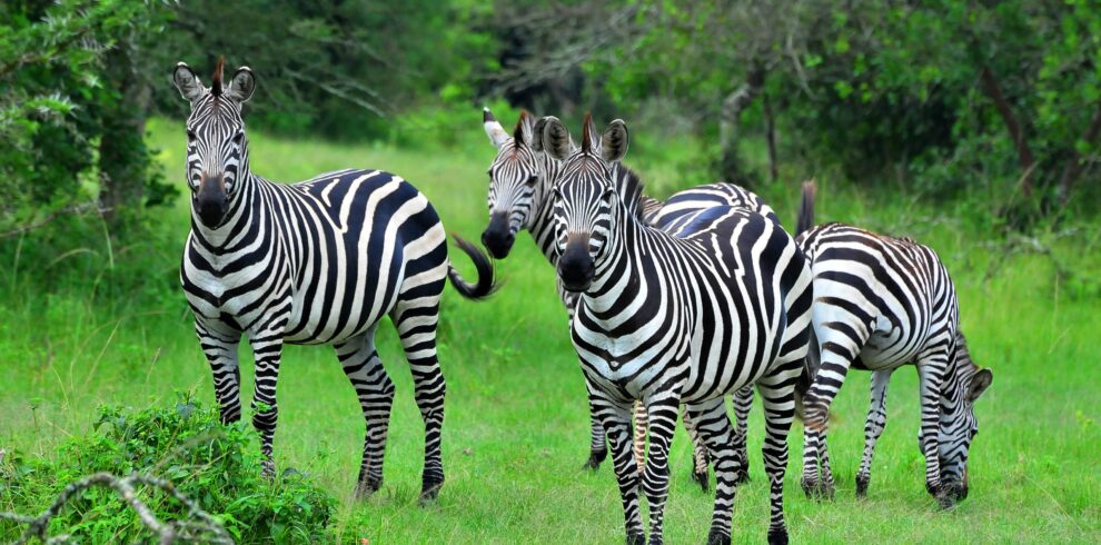 Lake-Mburo-NP-scaled